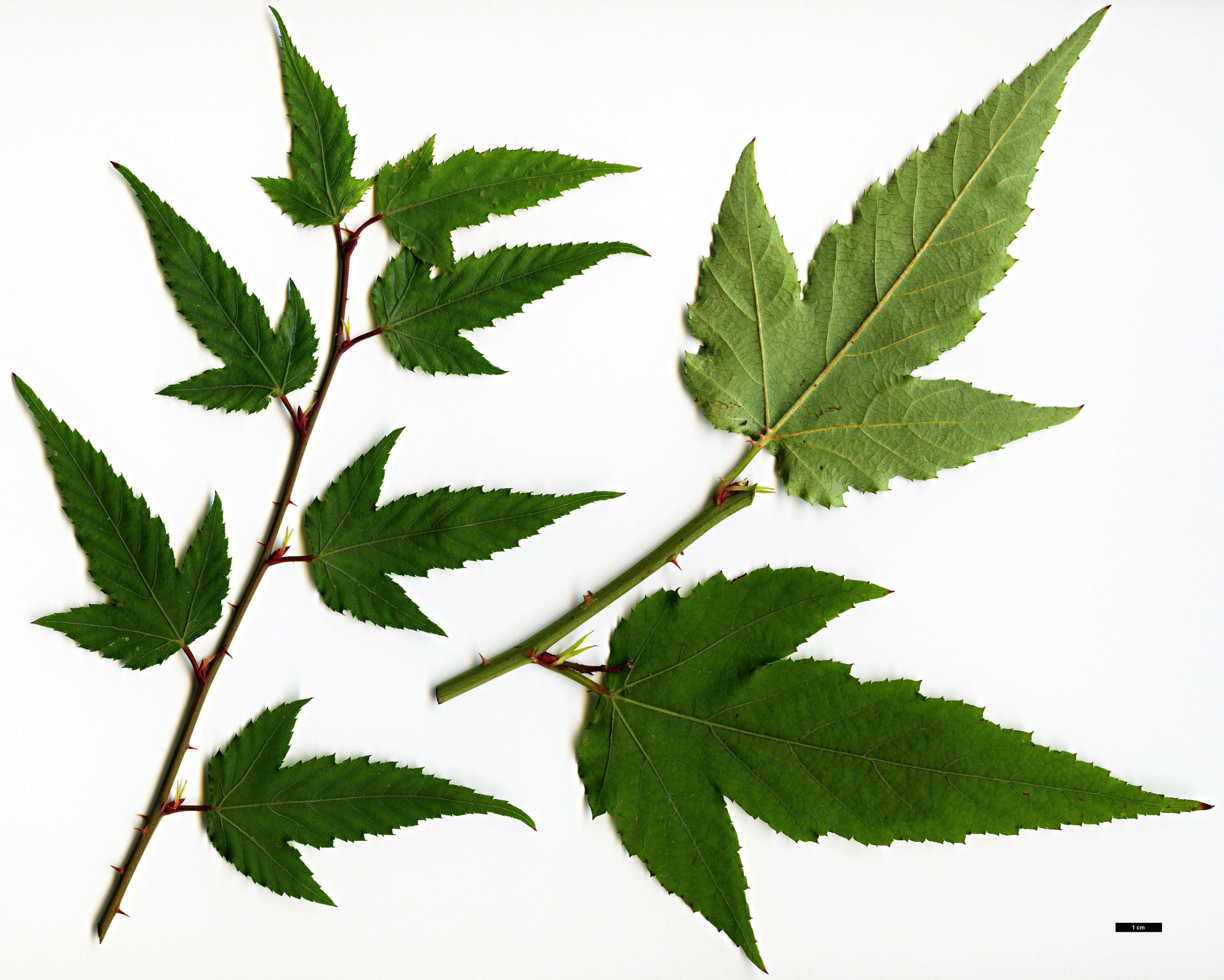 High resolution image: Family: Rosaceae - Genus: Rubus - Taxon: palmatus